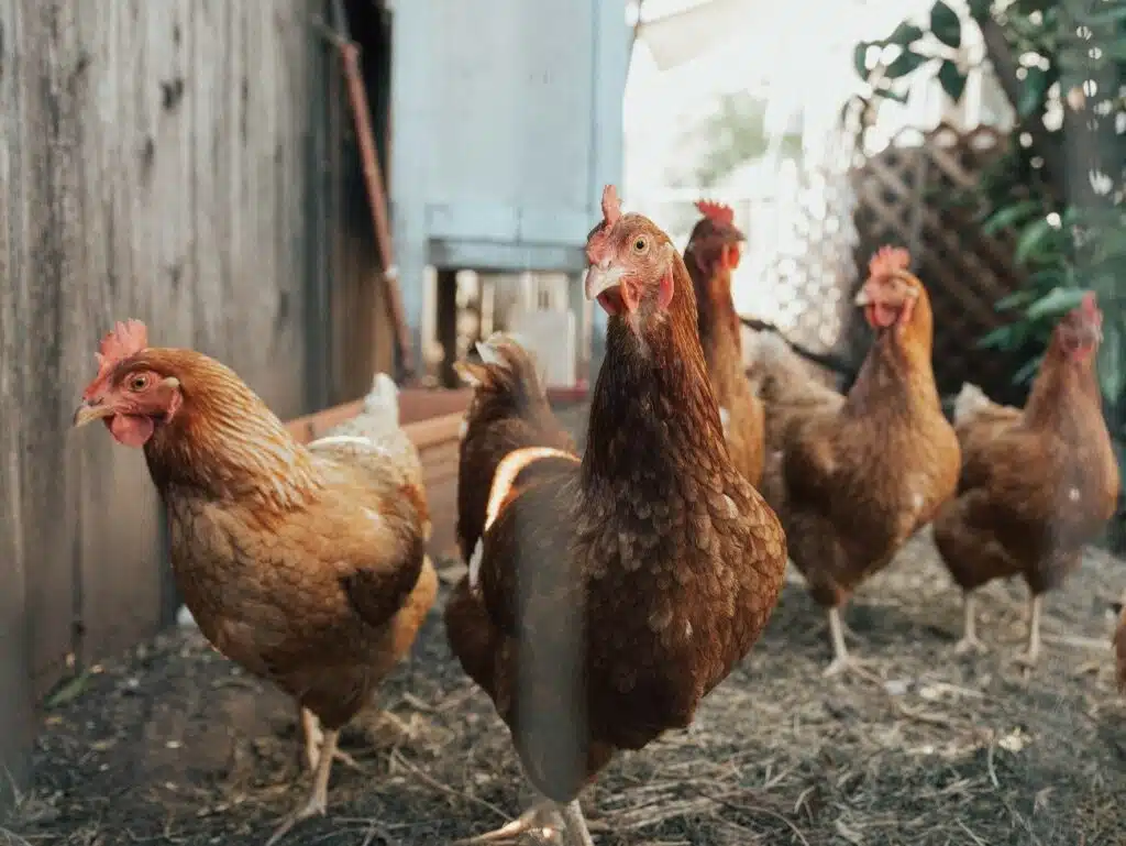 Fouines dans un poulailler conseils pour les éloigner sans nuire à vos poules