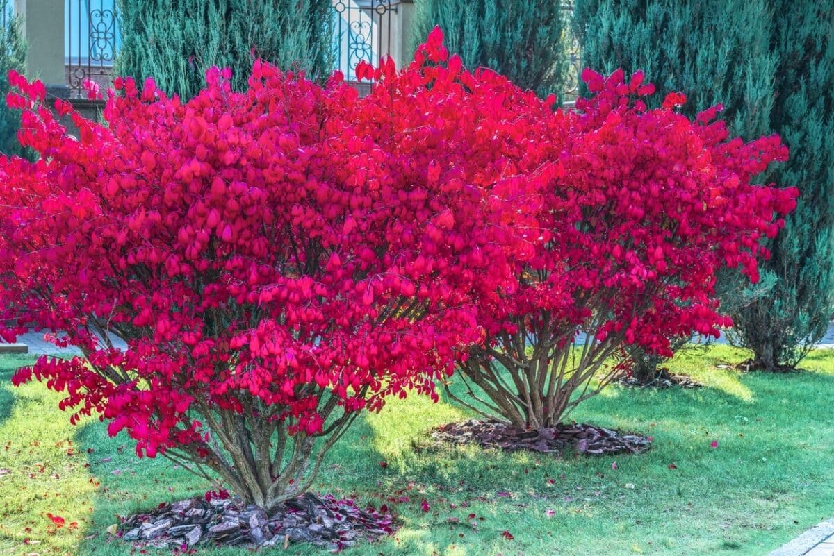 Les 10 meilleurs arbustes décoratifs pour embellir votre jardin