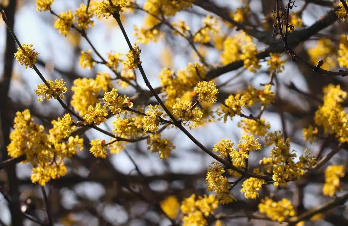 Les meilleurs petits arbustes à planter pour une floraison abondante et colorée